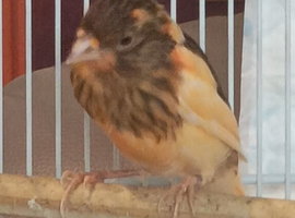 Guinea Pig Muesli  mix and drinking bottles - free to anyone  St Budeaux Plymouth for rabbits also