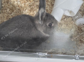 Gray dwarf rabbit