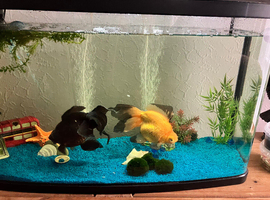 Blackmore Fancy Goldfish x 2 & 2 Loach and Accessories NO TANK