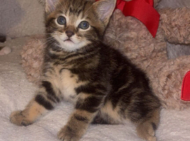 kittens ready for a new home