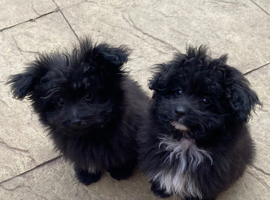Asian toy pomapoo