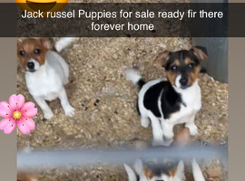 Jack russel puppys for sale