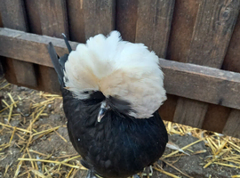 Polish pullets 18weeks