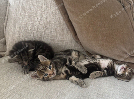 Bengal Kittens