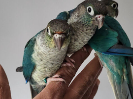Handreared Tame Baby Violet and Blue Conure babies