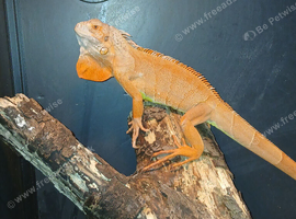 Crimpson t iguana