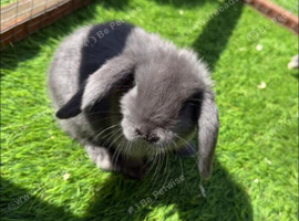 Lovely mini lop
