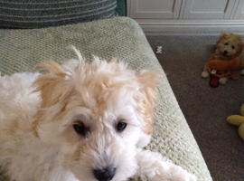 2 Cavapoochon pups