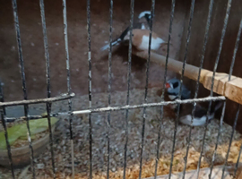 Bengalise finches for sale