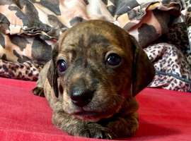 Litter of brindle KC registered pups