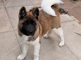 KC American Akita Male
