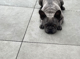 French bulldog girl 2 years old