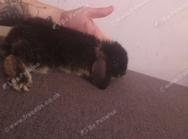 3 baby mini lops ready now