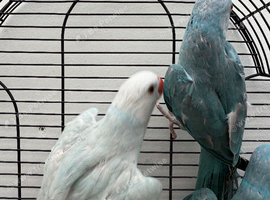 Baby Ringneck