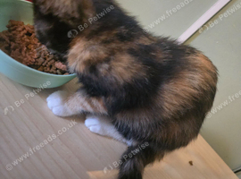 Two little kittens for sale (females)