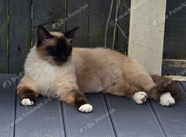 Ragdoll seal type