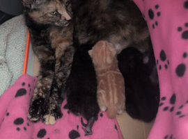 I have two black cats available for sale