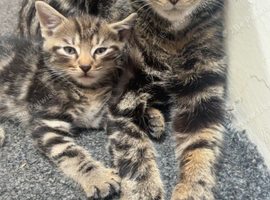 Kittens