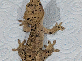 Super dal crested gecko