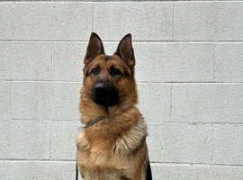 German shepherd for stud