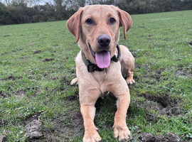 Labrador looking for a home