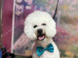 Bichon Frise Stud