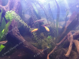 White Cloud Mountain Minnow and Cherry Barbs
