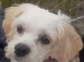 Female Cavachon