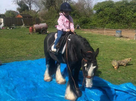 Lovely cob here mother and daughter pony