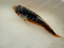 Koi carp 5 - 7 inch