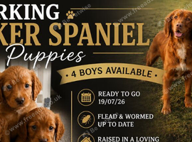 Cocker spaniel puppies