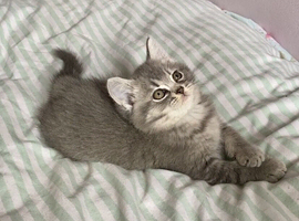 BLUE GOLDEN BSH BOY