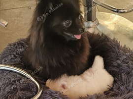 Fully Vacinated Girl Pomeranian Puppy adult weight 3 to 4 kilos. leaves with Pedigree, crate, bed,, training pads, food. Treats, toy, collar and lead.