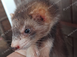 Semi angroa  kits