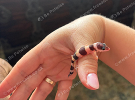Baby gecko