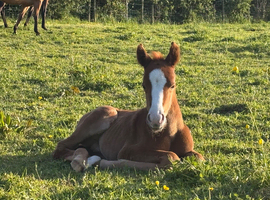 QH x colt available at weaning
