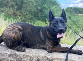 Beautiful Dutch shepherd