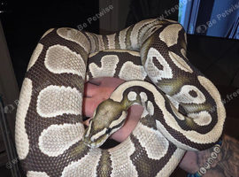 Desert ghost het pied