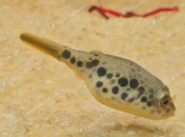 Freshwater Spotted Congo puffer