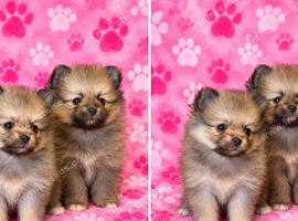 Beautiful tiny pomeranian pups