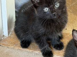 Kittens for sale