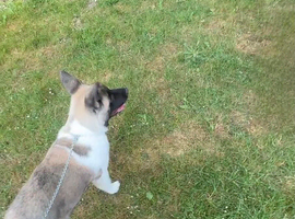 6month old Akita female puppy