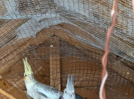 cockatiels