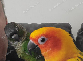 Male Sun Conure 1 year old comes with cage and female Green cheek companion