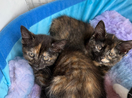Stunning kittens x bsh &pound;45EACH 1 GIRL LEFT