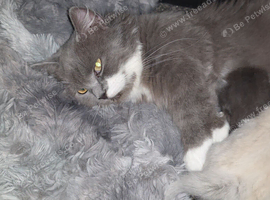 Munchkin litter