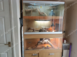 Complete bearded dragon set up plus beardy dragons