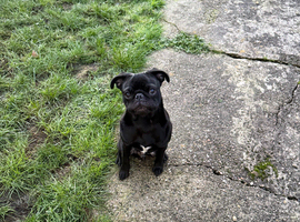 Male pug for sale