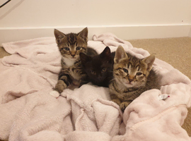 Kittens ready for forever home