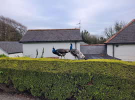 Young Peacocks for Sale